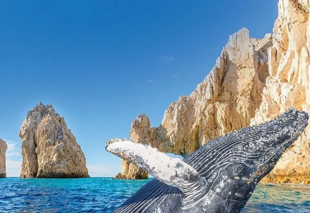 Whale Watching Season in Cabo